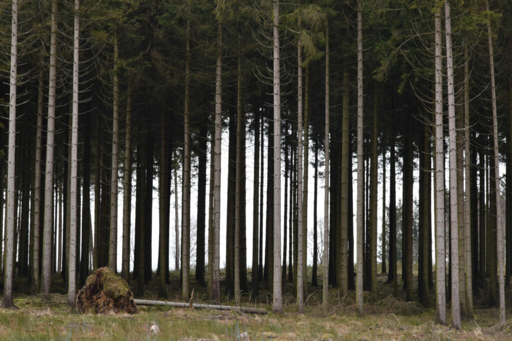 Blog d'itinéraires de trek et randonnée et conseil voyage. Randonnée dans les Hautes-Fagnes en Belgique : itinéraire et recommandations.