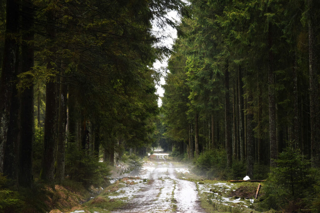 Randonnée dans les Hautes Fagnes en Wallonie en Belgique.