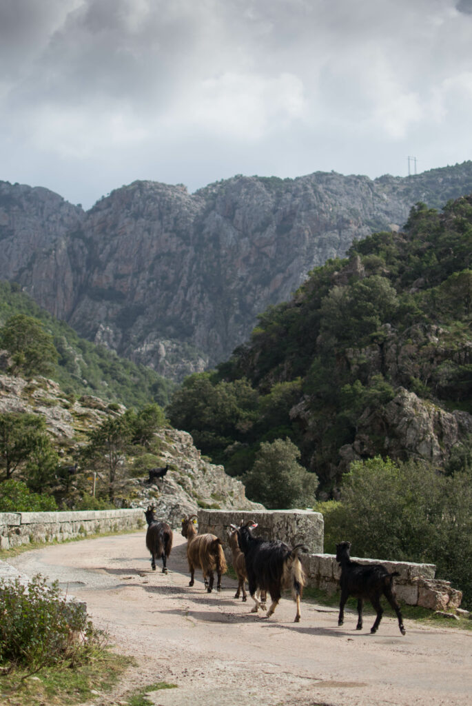 Randonnée mini trek gorges de la Spelunca et foret d'Aiton en Corse du Sud