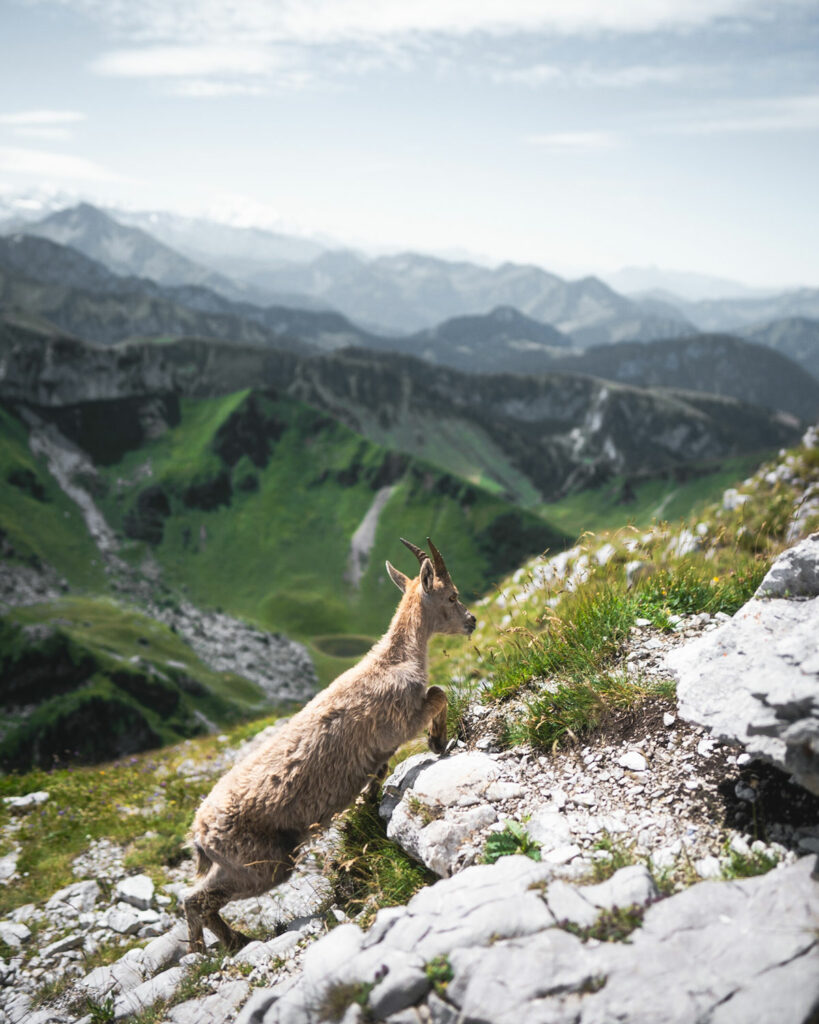 Randonnée dans le Chablais la dent d'Oche Haute Savoie Alpes proche de Genève