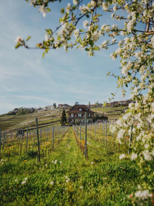 Randonnée dans le canton de Vaud sur les balcons du Léman : vignobles de Lavaux depuis Rivaz.