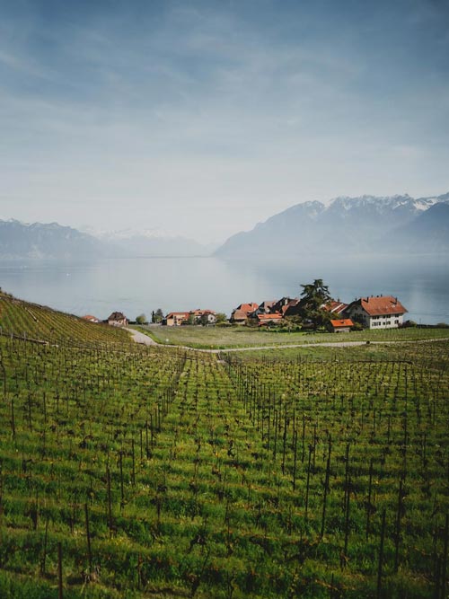 Randonnée dans le canton de Vaud sur les balcons du Léman : vignobles de Lavaux depuis Rivaz.