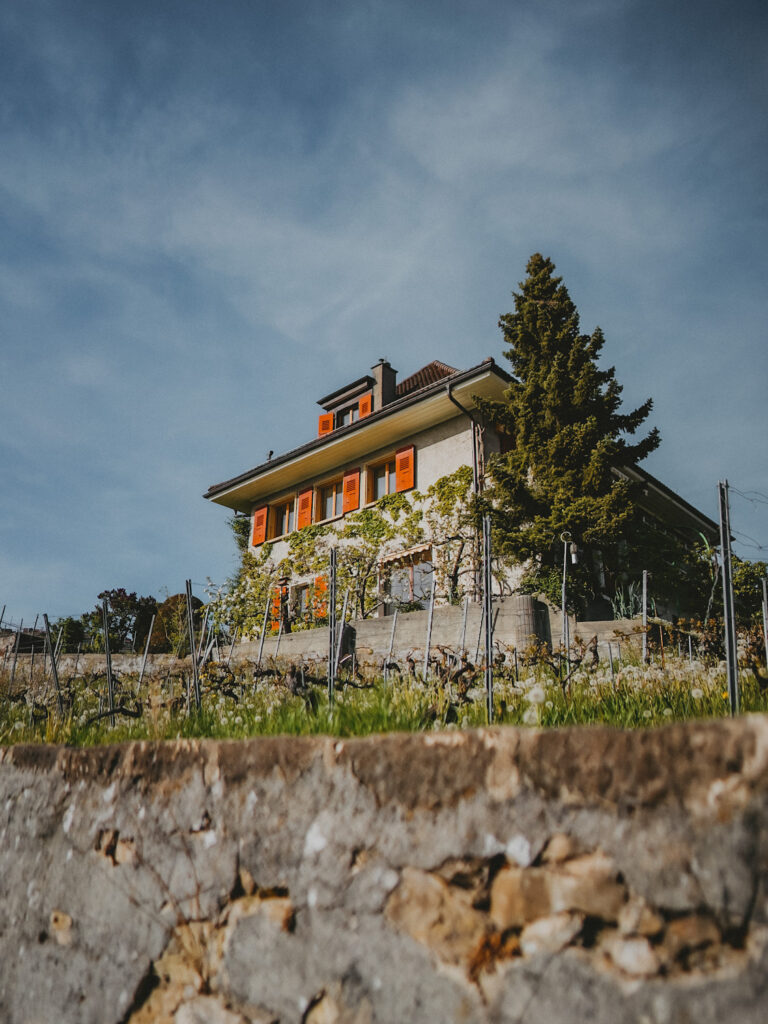 Randonnée dans le canton de Vaud sur les balcons du Léman : vignobles de Lavaux depuis Rivaz.