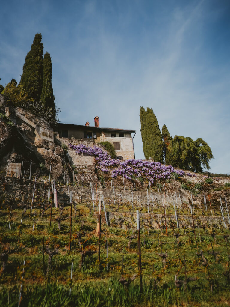 Randonnée dans le canton de Vaud sur les balcons du Léman : vignobles de Lavaux depuis Rivaz.