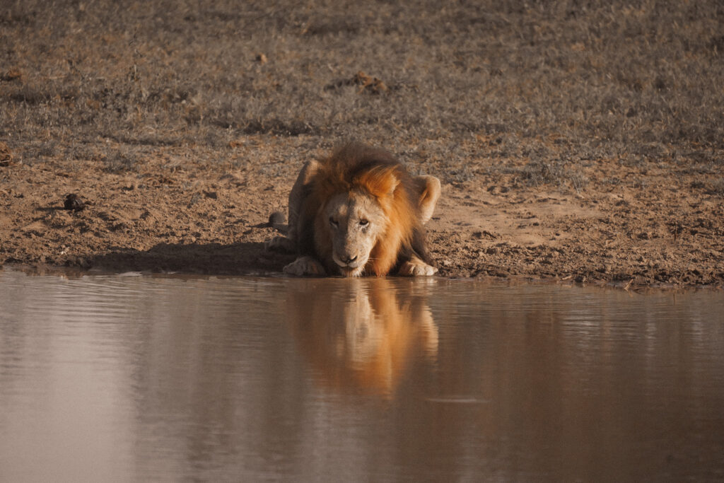 Lion dans le parc Kruger
Road trip et safari en Afrique du Sud : parc Kruger, côte est, Drakenberg. 