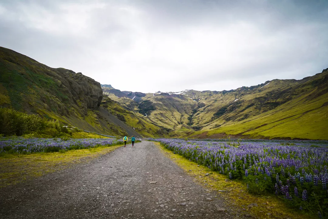 Champ de lupin en direction de la piscine de Seljavallalaug dans le sud de l'Islande.