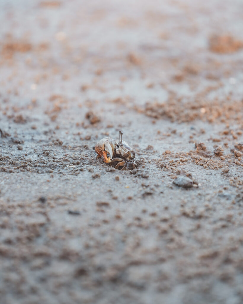 Randonnée dans la réserve Umlalazi en Afrique du Sud