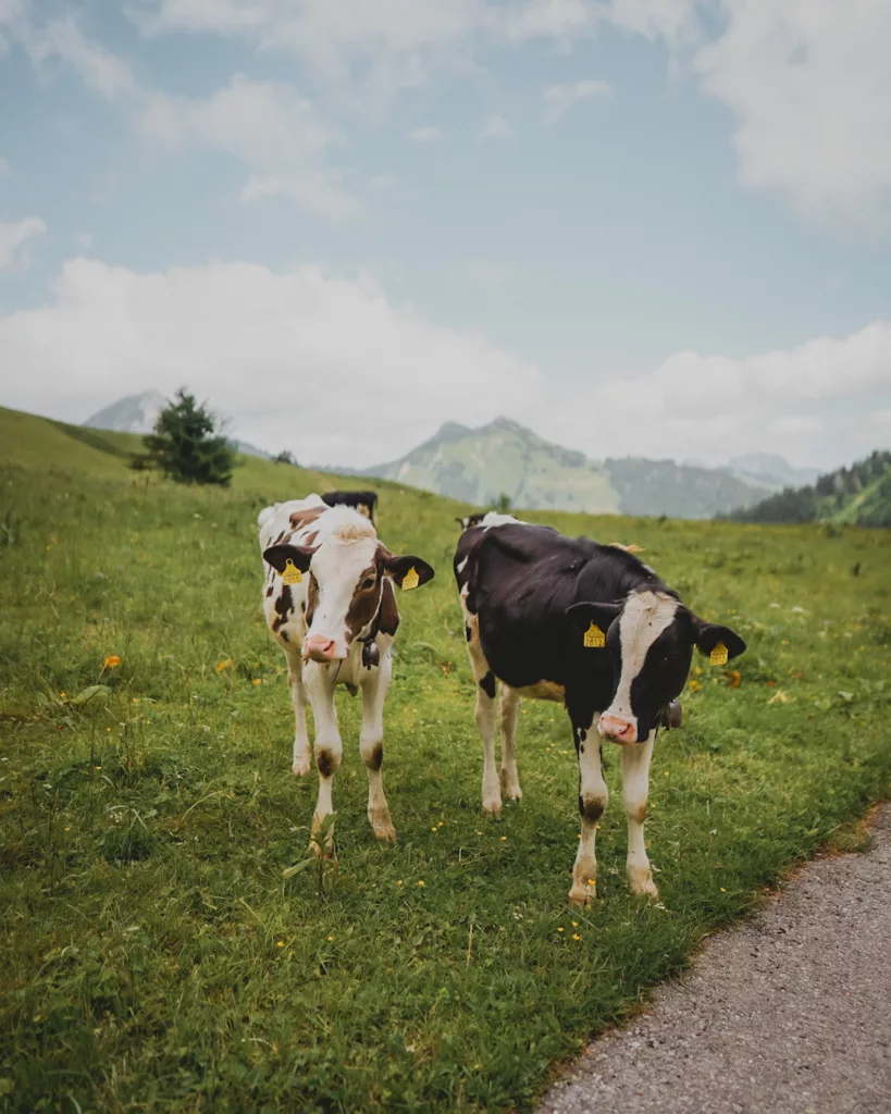 Trek dans le Pays d'Enhaut de Montreux à Jaun. Itinéraire avec retour en train Golden Pass, canton de Vaud et Fribourg.