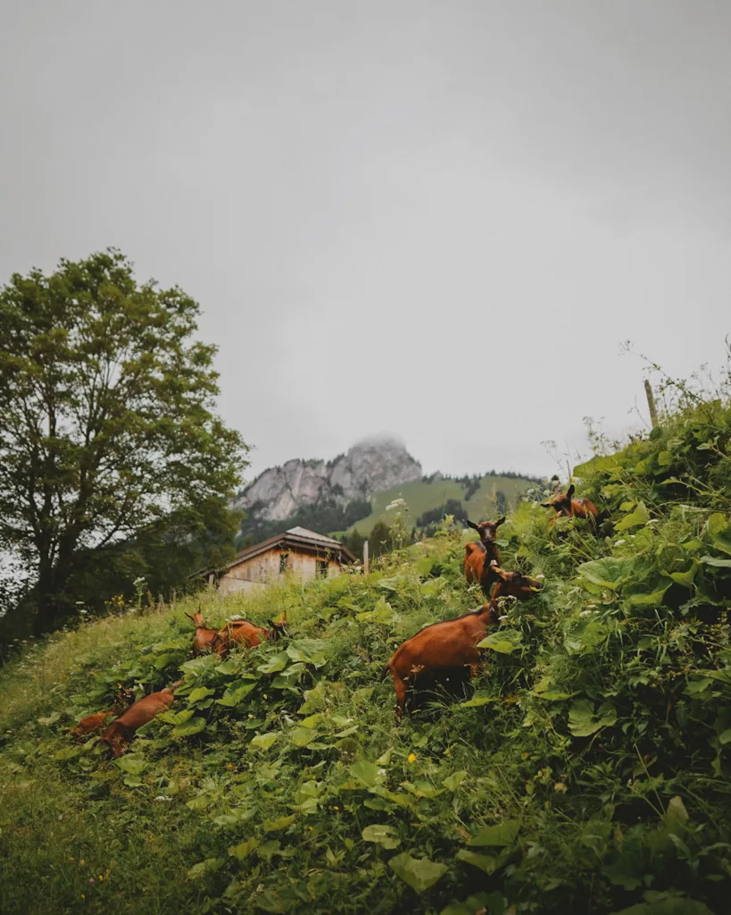 Trek dans le Pays d'Enhaut de Montreux à Jaun. Itinéraire avec retour en train Golden Pass, canton de Vaud et Fribourg.