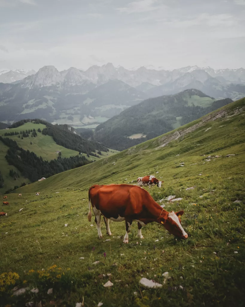 Trek dans le Pays d'Enhaut de Montreux à Jaun. Itinéraire avec retour en train Golden Pass, canton de Vaud et Fribourg.