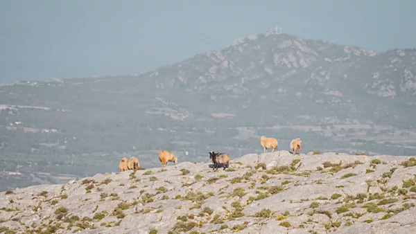 Randonnée au Monte Albo en Sardaigne. Itinéraire, recommandations, conseils et photos de voyage et randonnée en Sardaigne en Italie.