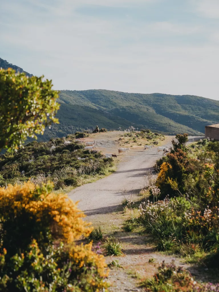 Paysage de campagne en Sardaigne, berger et ses chèvres à Jerzu.