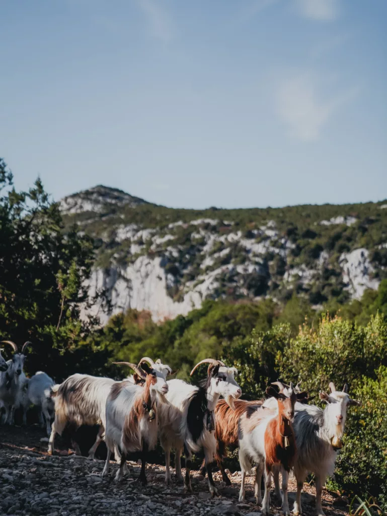 Chèvres en liberté sur un chemin dans les montagnes de Sardaigne en Italie.