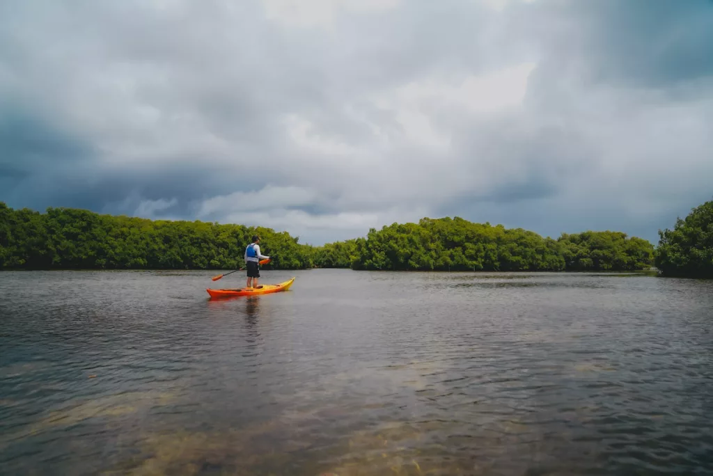 Sortie éco-responsable en canoë dans la mangrove guadeloupéenne .