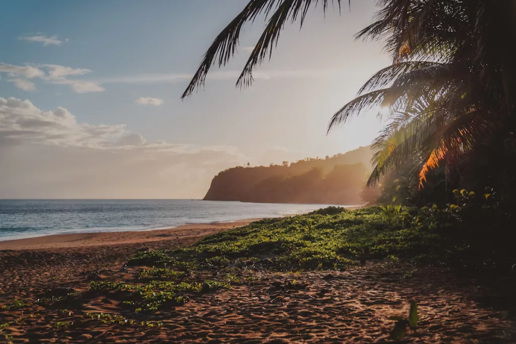 Plage bordée de palmiers au coucher du soleil, ambiance tropicale.