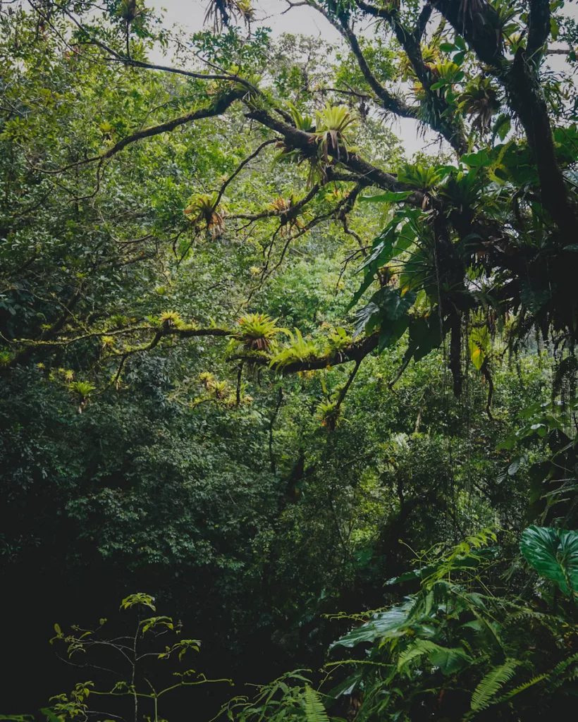 Point d’observation sur la canopée depuis le sentier de la Maison de la Forêt.