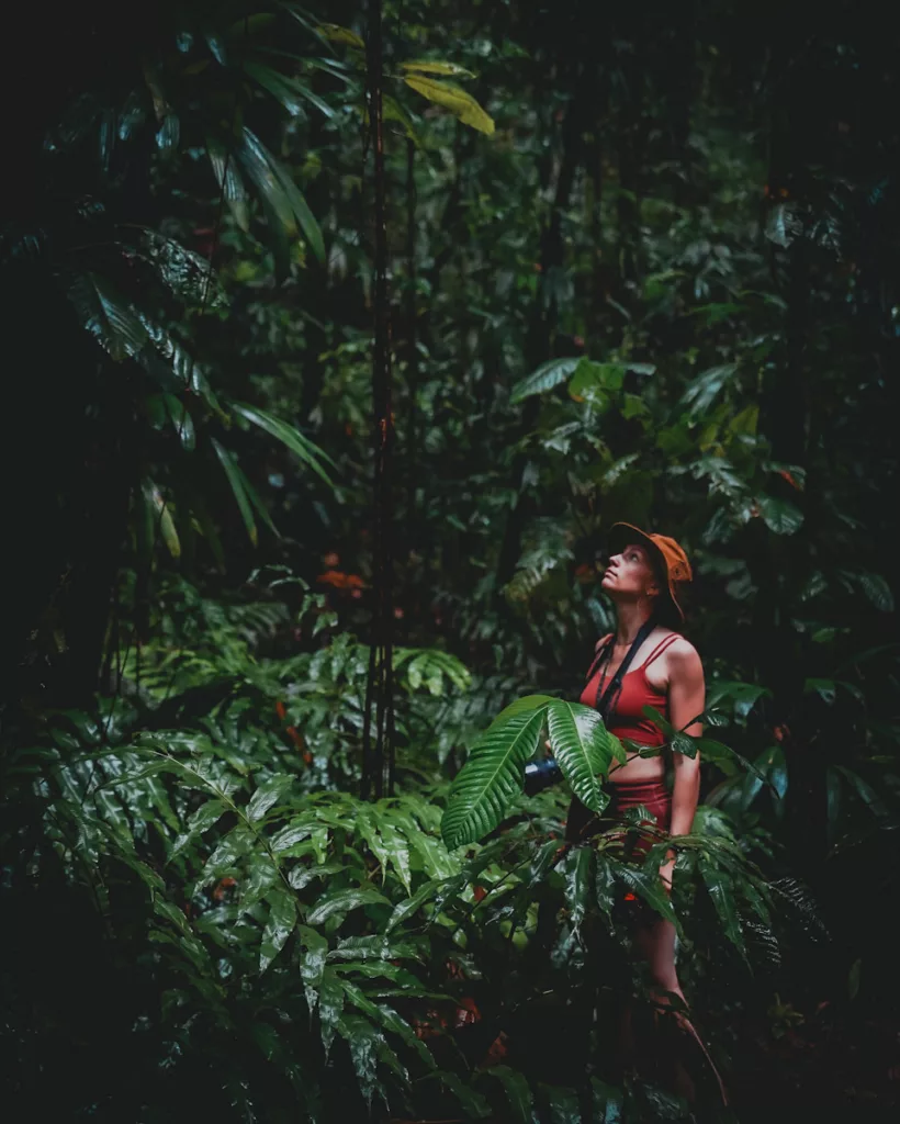Sentier de randonnée ombragé près de la Maison de la Forêt, Parc National de Guadeloupe.