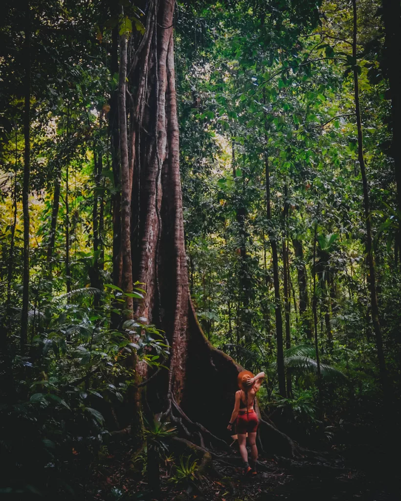 Promenade en forêt humide dans le Parc National de Guadeloupe, secteur Maison de la Forêt.