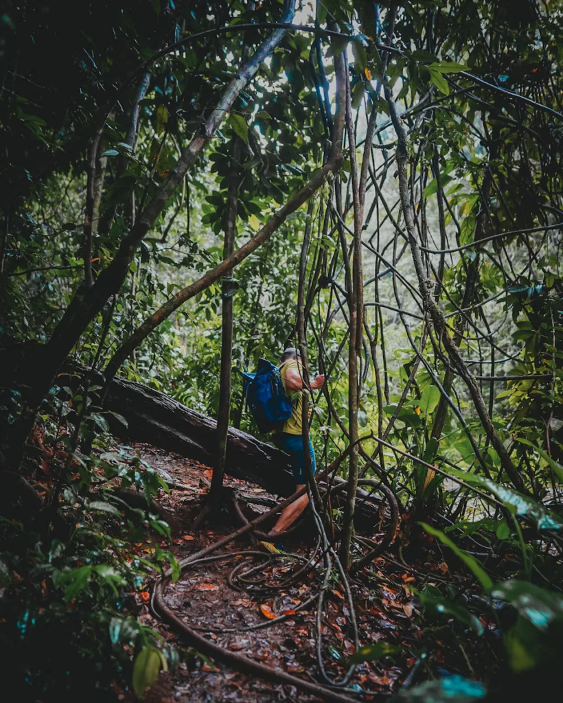 Obstacle sur le sentier de randonnée : tronc et lianes dans la forêt tropicale de la Ravine Tambour.

