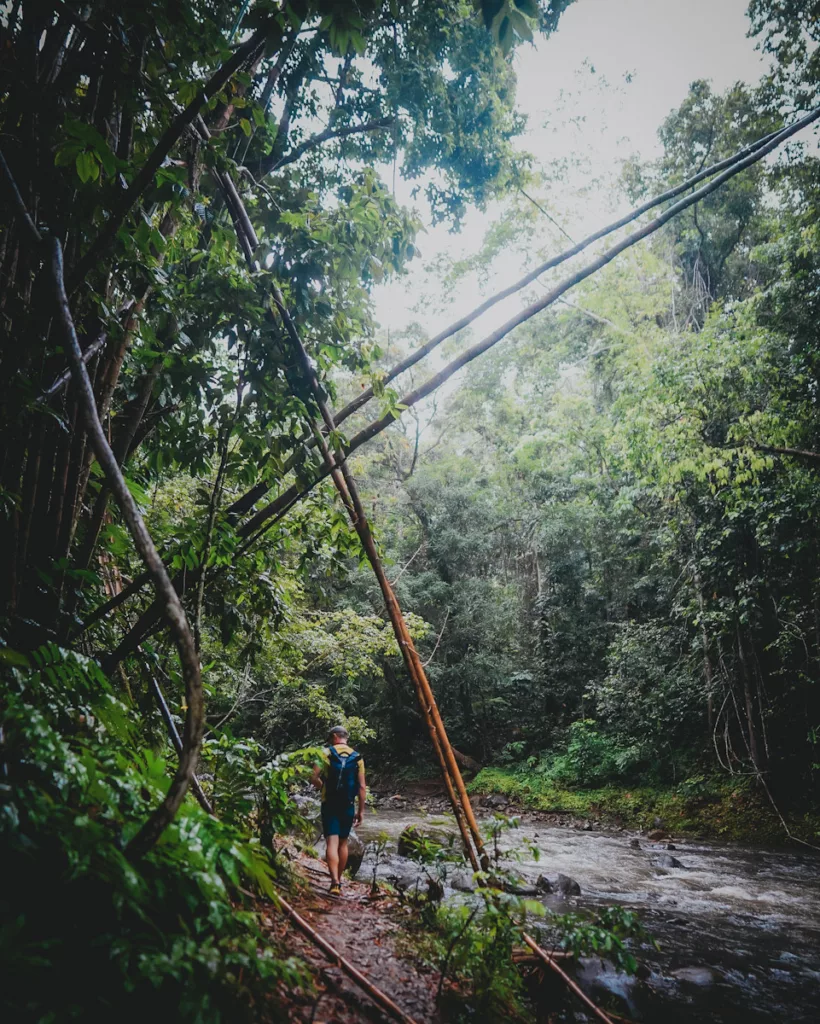 Exploration de la Ravine Tambour : sentier forestier en bord de rivière en Guadeloupe.

