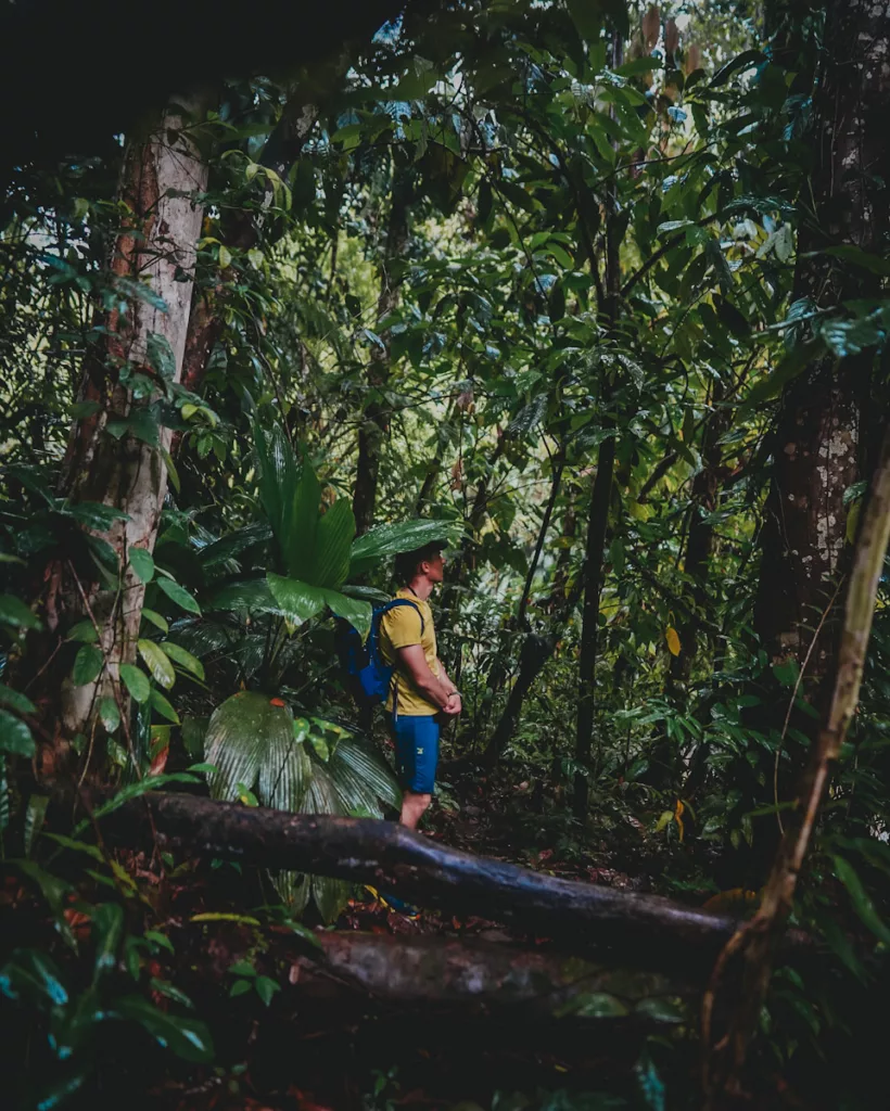 Forêt humide en Guadeloupe : randonneur se couvrant avec des feuilles géantes.

