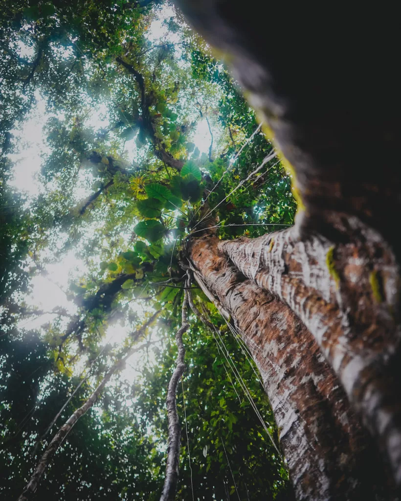 Lumière filtrée par les grands arbres du Parc National de Guadeloupe.
