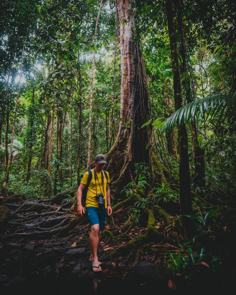 Randonnée à la Maison de la Forêt, un marcheur face à un arbre centenaire en Guadeloupe.
