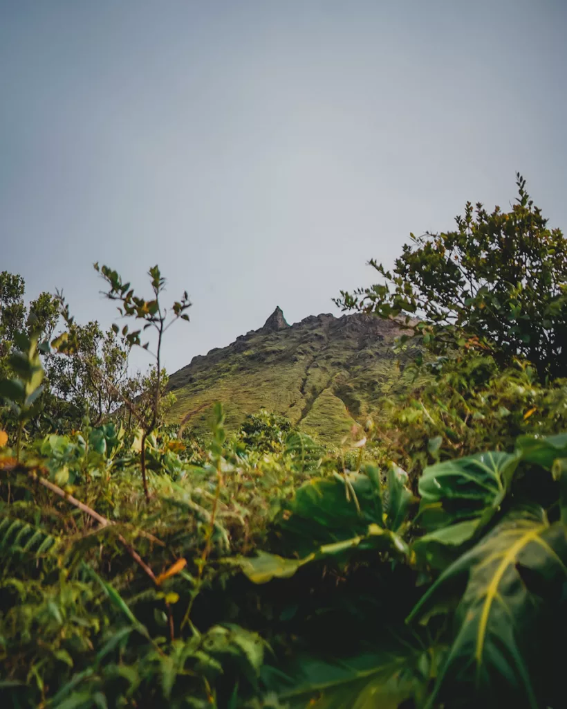 Le sommet de la Soufrière émergeant à travers la végétation tropicale en Guadeloupe.

