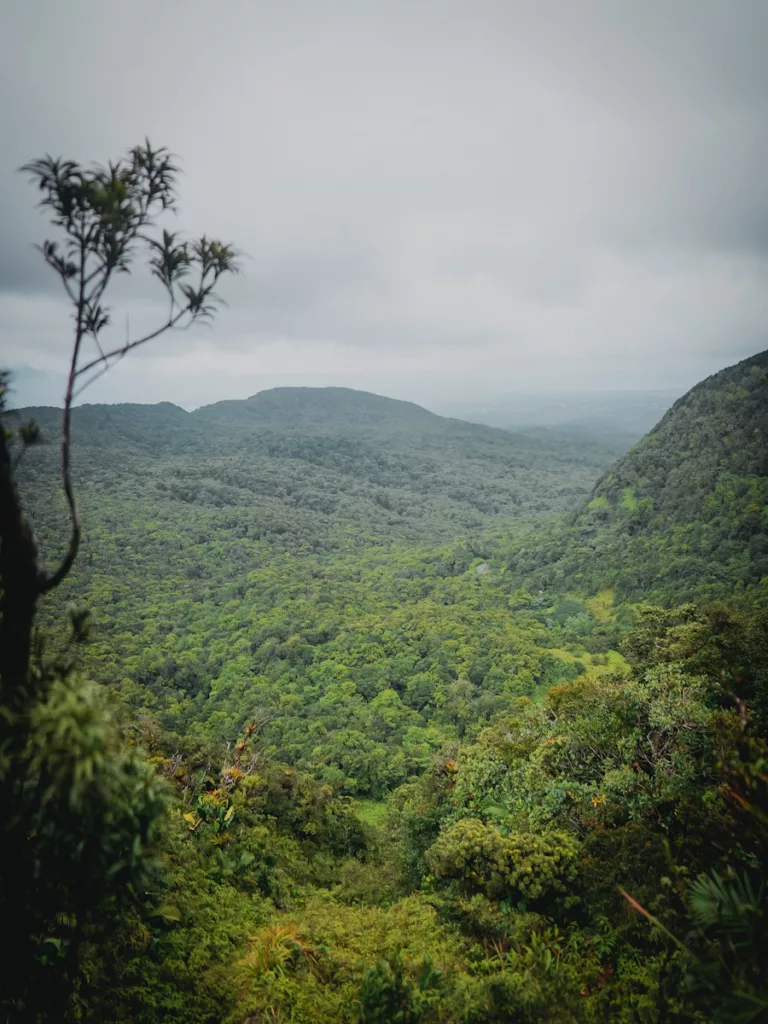 Forêt luxuriante et végétation tropicale le long du chemin vers la Mamelle Pigeon, Guadeloupe.

