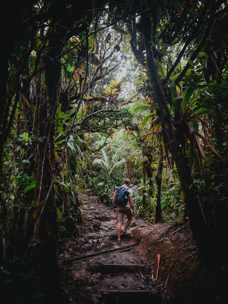 Sentier de randonnée humide et boueux menant à la Mamelle Pigeon, typique des massifs de Basse-Terre.

