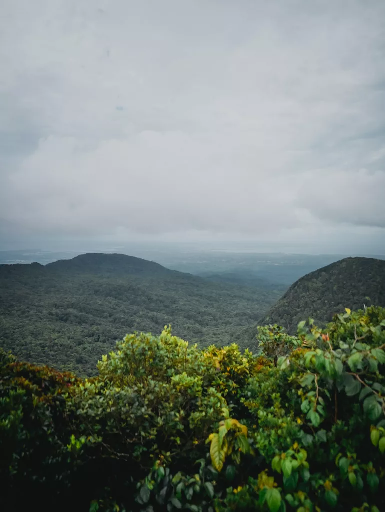 Vue panoramique depuis le sommet de la Mamelle Pigeon, surplombant la forêt dense de la Guadeloupe.

