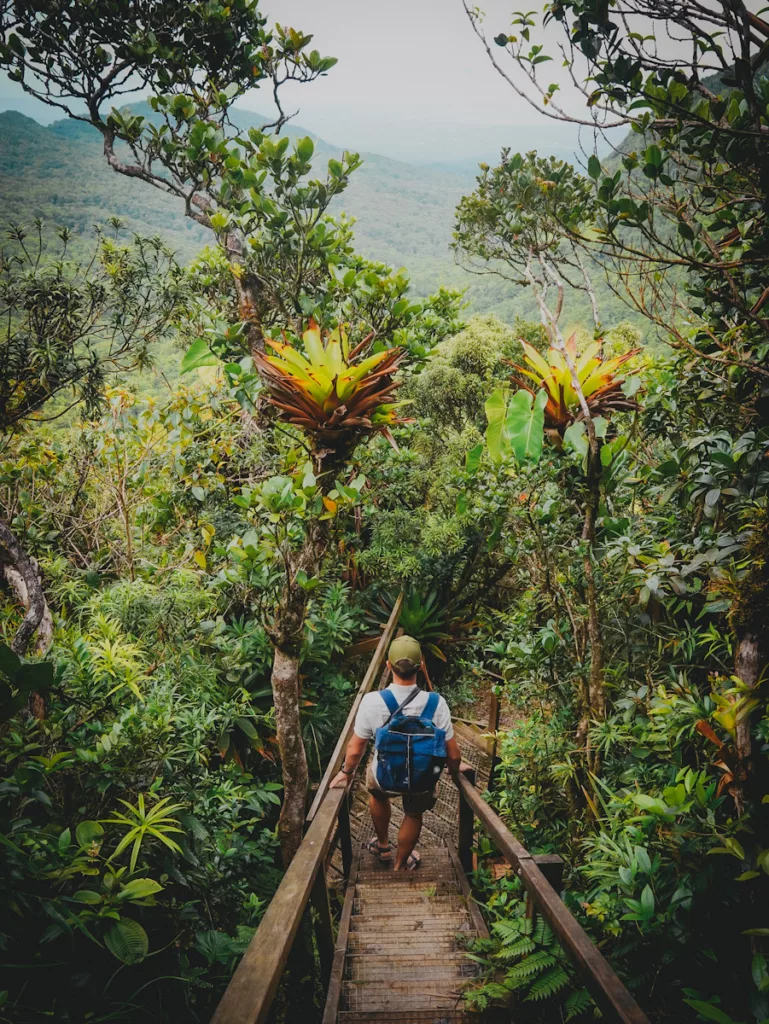 Sentier étroit serpentant sous les arbres vers le sommet de la Mamelle Pigeon, randonnée sportive à Basse-Terre.

