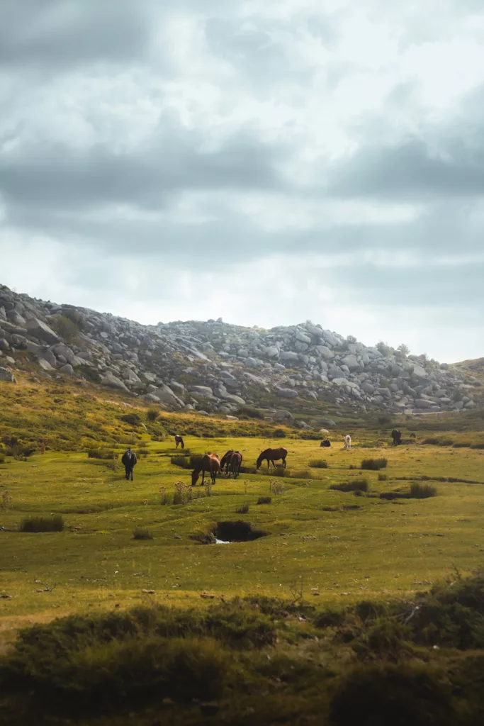 Cheveaux sauvages dans les pozzines sur le plateau du Coscione (Cuscionu) en Corse du Sud, itinéraire de randonnée en Corse.