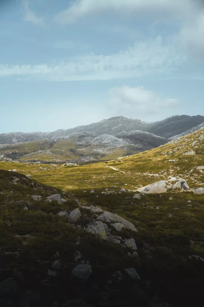 Les pelouses et les pozzines du plateau du Coscione (Cuscionu) en Corse du Sud, idée de randonnée.
