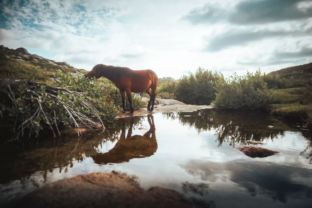 Cheval sauvage au bord d'une rivière sur le plateau du Coscione (Cuscionu)en Corse du Sud.