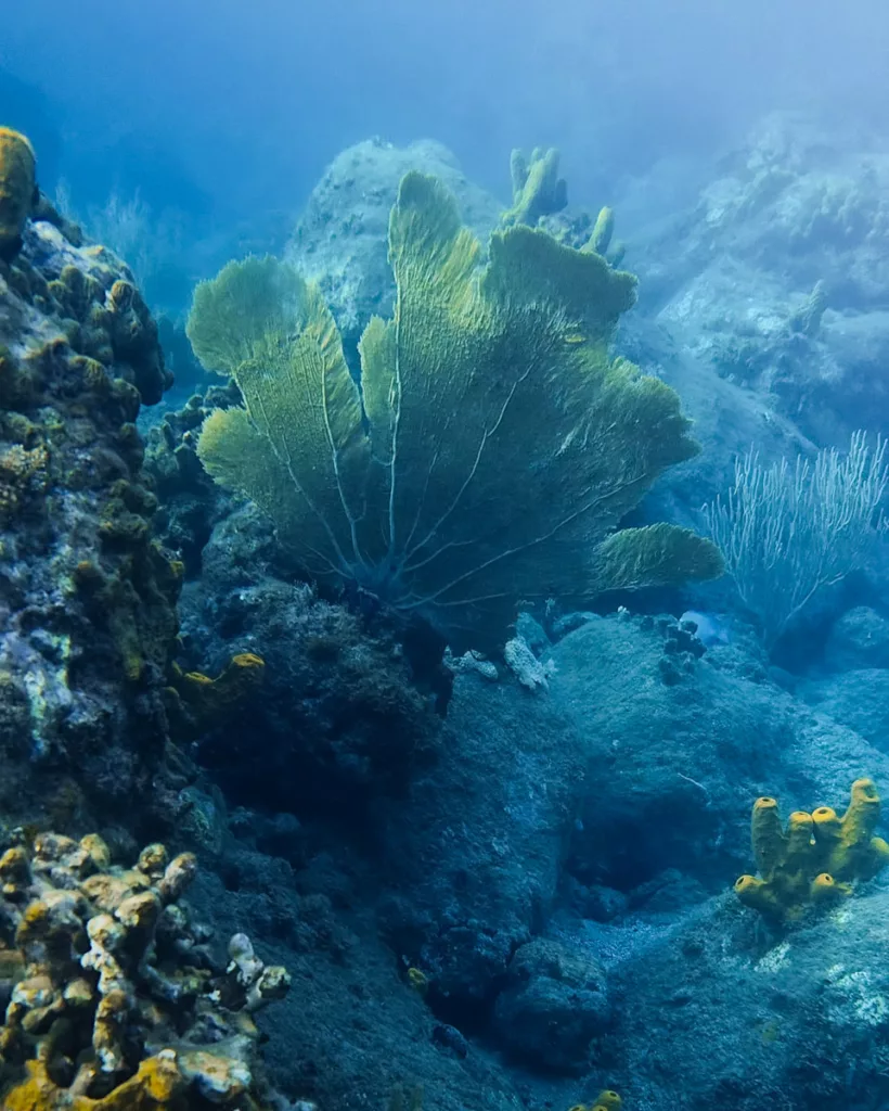 Poissons tropicaux et coraux colorés vus en snorkeling dans les eaux guadeloupéennes.