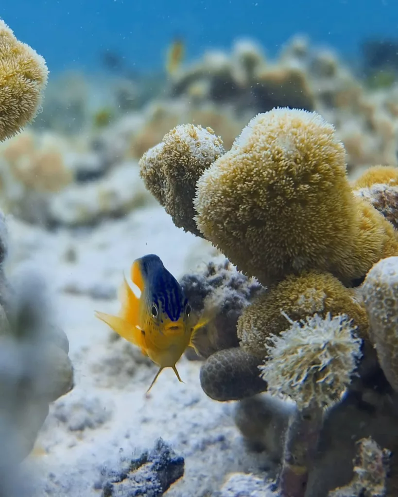 Snorkeling en Guadeloupe parmi les poissons tropicaux colorés.