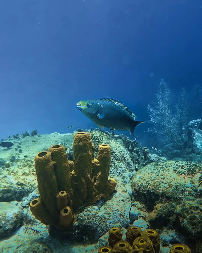 Exploration sous-marine en snorkeling avec des poissons exotiques en Guadeloupe.