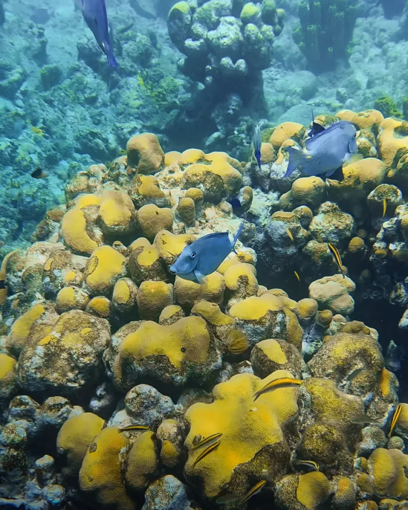 Faune marine variée vue lors d’une séance de snorkeling en Guadeloupe.