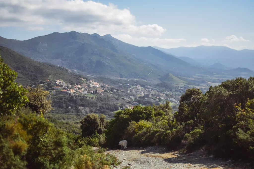 Retour vers Patrimonio depuis le village de Farinole dans le Cap Corse. Itinéraire de randonnée en Corse proche de Bastia et Saint-Florent.