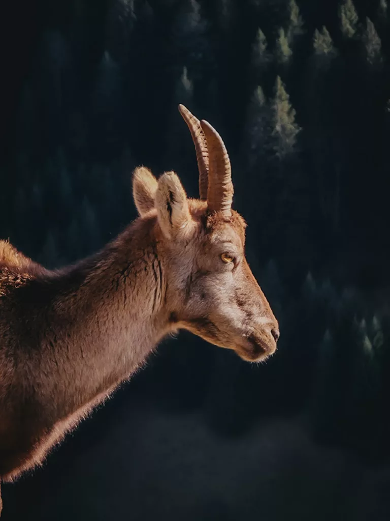 Zoom sur un bouquetin curieux croisé sur la via ferrata Saix de Miolène, Haute-Savoie : le vrai gardien des falaises.