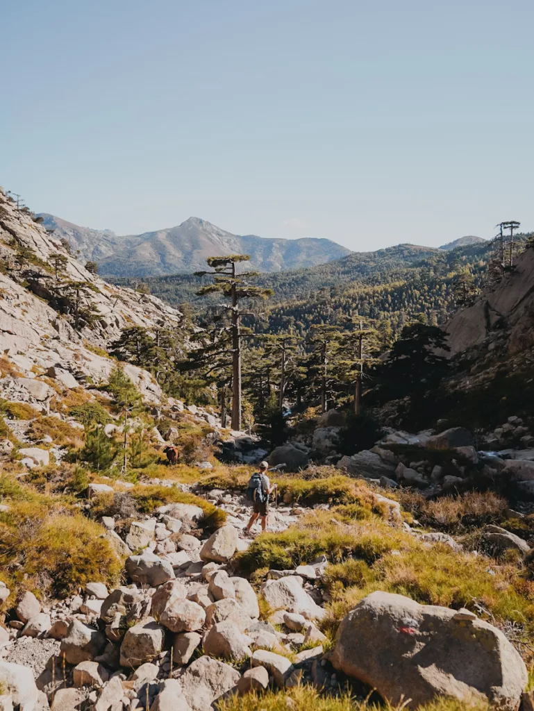 Descente vers le col de Vergio, cascade de Radule et pins lariccio sur le GR20 en Corse.