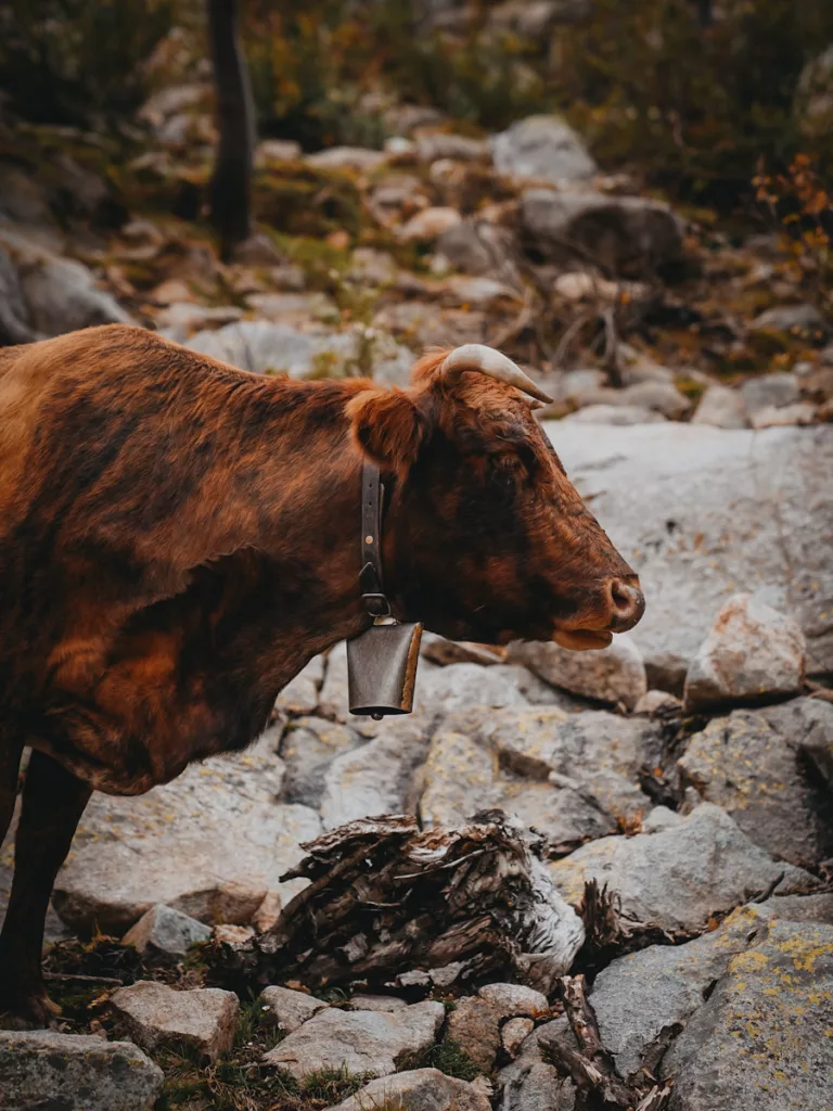 Vache Tigre dans la forêt de Vizzavona en automne en Corse sur e GR20.