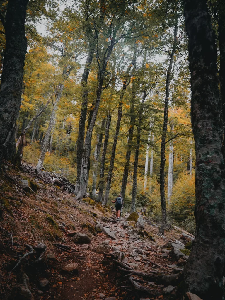Forêt de Vizzavona en automne, étape du GR20 du col de Vizzavona au refuge de E Capanelle, couleurs d'automne.