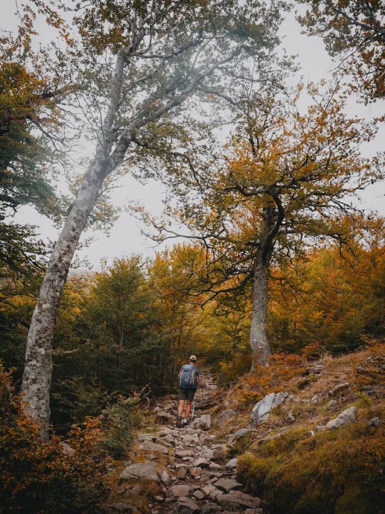 Forêt de Vizzavona en automne, étape du GR20 du col de Vizzavona au refuge de E Capanelle, couleurs d'automne.