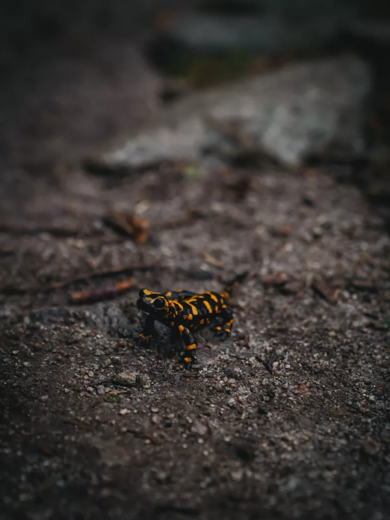 Salamandre jaune et noire sur le sentier du GR20 dans la forêt de Vizzavona prêt de Ghisoni..