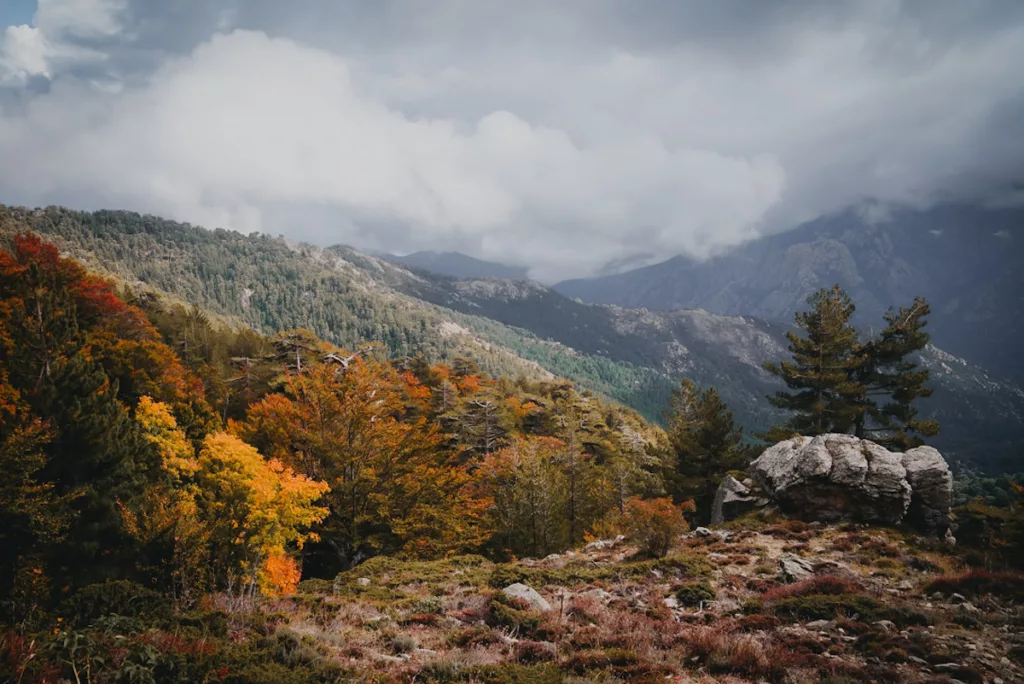 Forêt de Ghisoni et de Vizzavona en automne avec de magnifiques couleurs rouges et orange sur le GR20 en Corse.