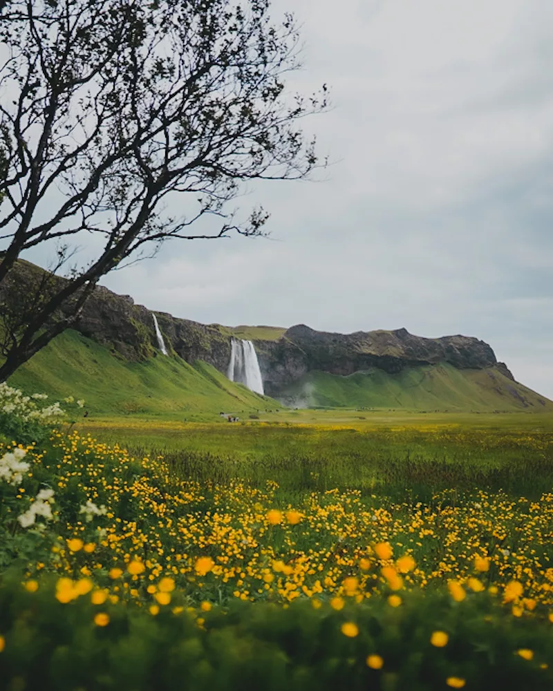 Vue sur la cascade de Seljalandsfoss depuis le sentier de randonnée et les prairies fleuries au mois de juin dans le sud de l'Islande, cascade célèbre en Islande.