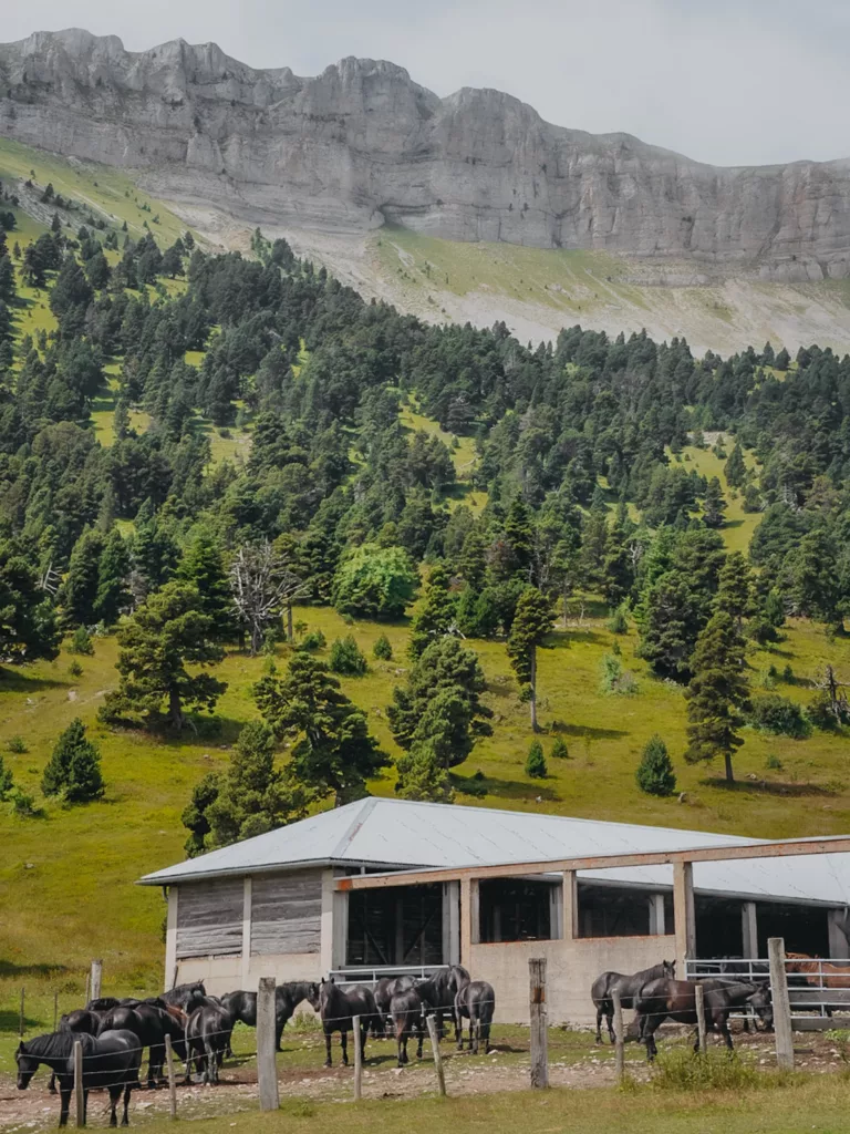 Randonnée au vallon de Combeau dans le Vercors dans le département de la Drôme. Chevaux en semi-liberté sur les plateaux.