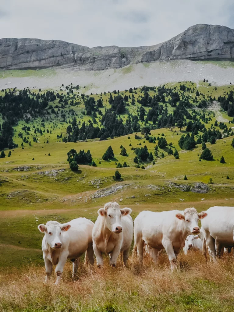 Vaches sur les plateaux du Vercors (vallon de Combeau) randonnée dans le Drôme.